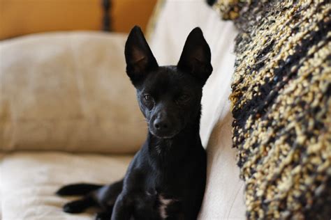 black jack aka big ears chihuahua rdeichman flickr