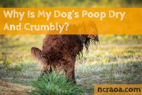 Why Is My Dogs Poop Dry And Crumbly National Canine Research