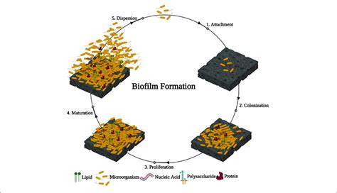 Developmental Stages Involved In Bacterial Biofilm Formation