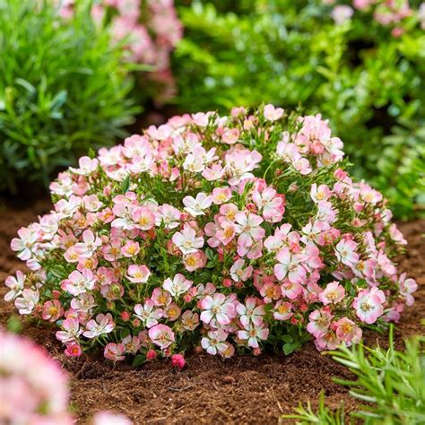 Buy Rose Cutie Pie Patio Or Ground Cover Rose Rosa Cutie Pie