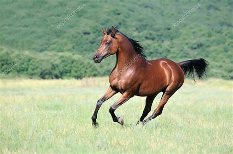 Beautiful Brown Arabian Horse Running Gallop On Pasture