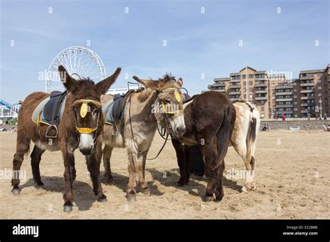 Donkeys On The Beach In Weston Super Mare England Uk Stock Photo Alamy
