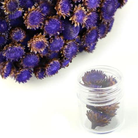 Galleria fotografica di 115 esemplari di fiori spontanei fotografati nel parco nazionale gran paradiso. Fiori Color Viola