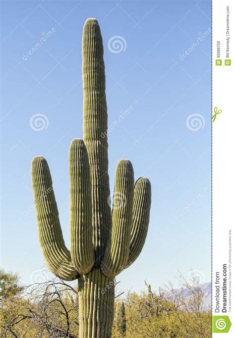 Humorvolle Mittelfingergeste Des Saguarokaktus Stockfoto Bild Von