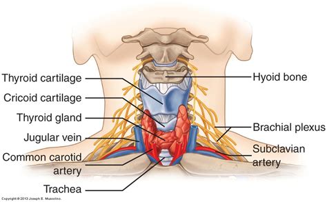 Learn more about the blood supply of the head and neck by the carotid arterial system and the external carotid artery. Manual Therapy Precautions When Working the Neck