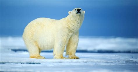 Symbolic Polar Bear Facts And Polar Bear Meaning On Whats