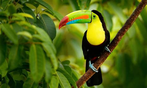 Costa Rica Wildlife Tour Tripadeal