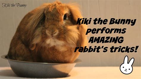 Kiki The Bunny Performs Amazing Rabbits Tricks Youtube
