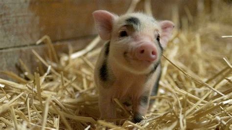 Parraine Un Bébé Cochon Grâce à Ce Sanctuaire Qui Les Sauve De Labattoir Le Bonbon