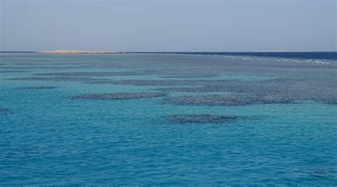 Filecoral Reefs In The Red Sea Wikimedia Commons