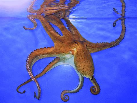 Octopus Sealife Underwater Ocean Sea Wallpapers Hd