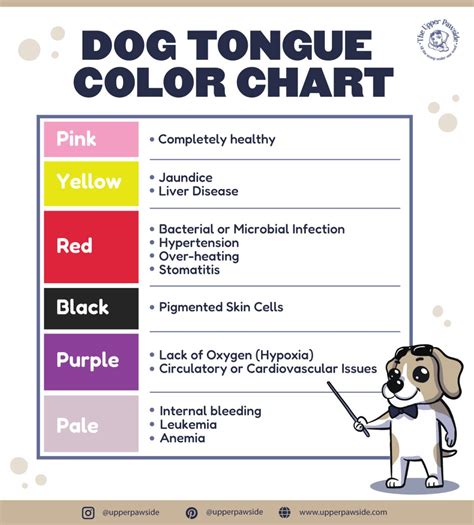 Dog Tongue Color Chart What Color Should Your Dogs Tongue Be