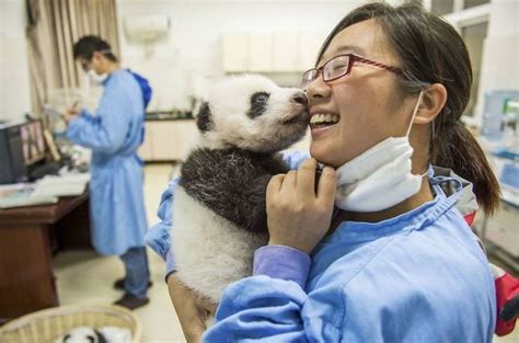 Best Job In The World You Can Earn 32000 Annually To Be A Panda