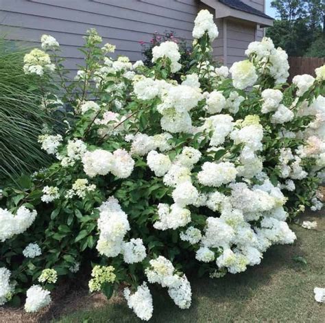 Maybe you would like to learn more about one of these? Hydrangea Facts Perennial (they aren't evergreen though ...