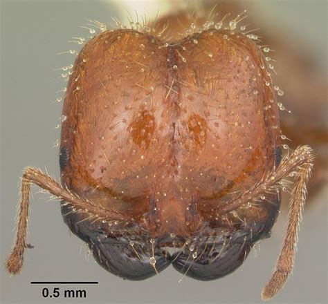 Solenopsis Geminata Fabricius