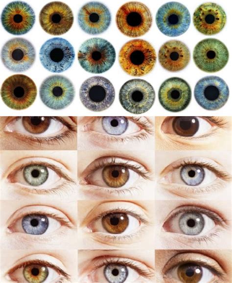 Разновидности цвета глаз у человека какие бывают оттенки