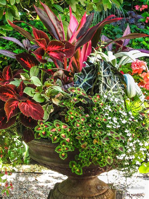 Getting Fierce With Fine Foliage Garden Containers Container Plants