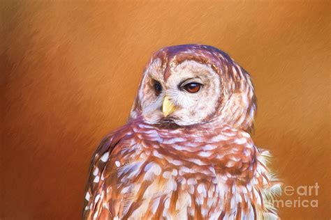 Portrait Of A Barred Owl Digital Art By Sharon Mcconnell Fine Art America