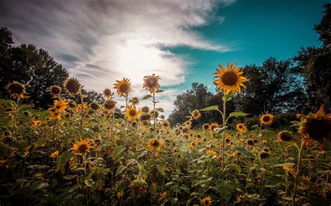 Sunflowers Nature Hd Nature 4k Wallpapers Images