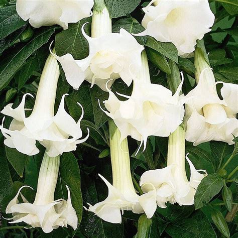 Angels Trumpets Fragrant White Thompson And Morgan Angel Trumpet