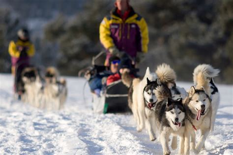 Dog Sledding In Mn Best Spots On The North Shore