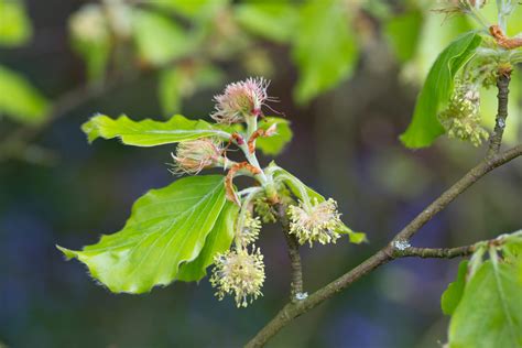 Beech Trees A Complete Guide Country Life