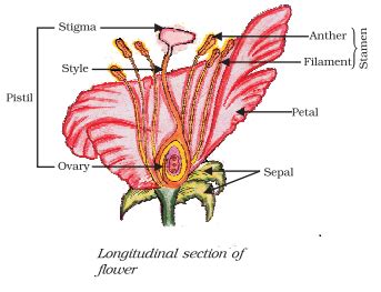 Ncert Biology Solution Longitudinal Section Of Flower Name The Male