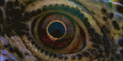 The First Look At Terrence Malicks ‘voyage Of Time Documentary Offers