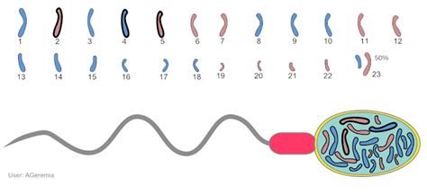 Pea plants provide a model of how genes work in a very simple way. Pin on Genetics