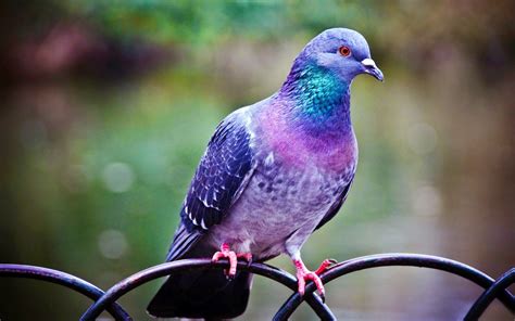 Gambar burung merpati putih terbang ialah contoh dari artikel terbaru kami tentang 21 gambar burung merpati putih yang. Burung merpati (Dengan gambar) | Burung cantik, Hewan, Burung
