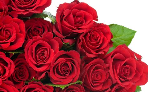 Beautiful Black Rose Flowers Wallpapers For Desktop Best Flower Site