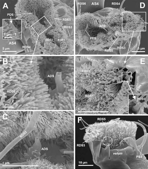 Details Of Selected Features In The Cyprid Antennule A The Post Axial