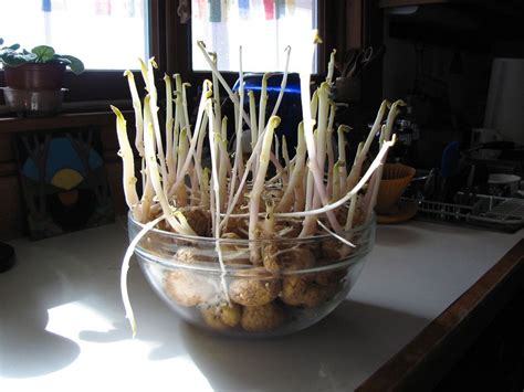9 Kitchen Scraps For Regrowing Vegetables Reducing Food Waste And