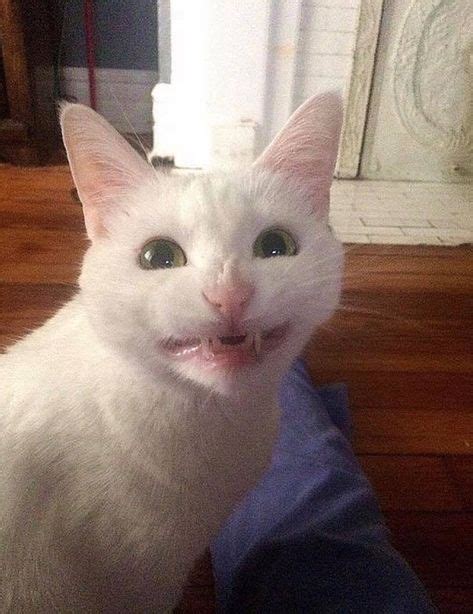 White Cat With A Smile Funny Cat Pictures