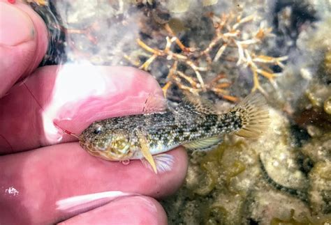 Please Add Checkerboard Frillfin Goby Bathygobius Lacertus