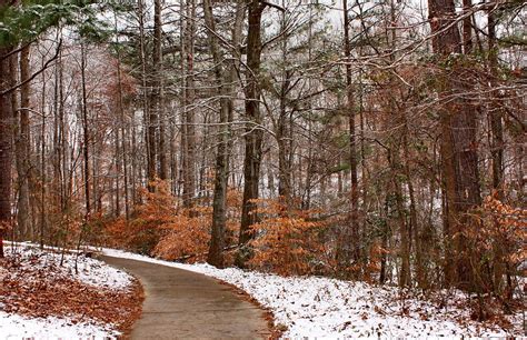 Woods Snow Free Stock Photo A Curved Path Into Snowy