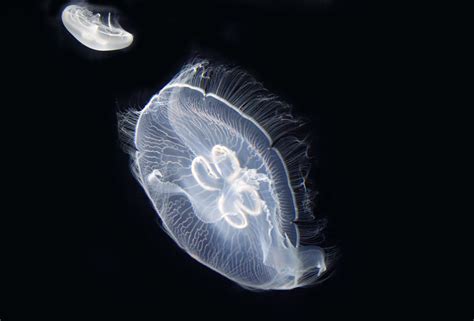 Free Images Sea Water Ocean Light Biology Jellyfish Movement