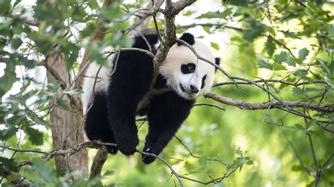 China Says Giant Pandas Are No Longer Endangered Because Of