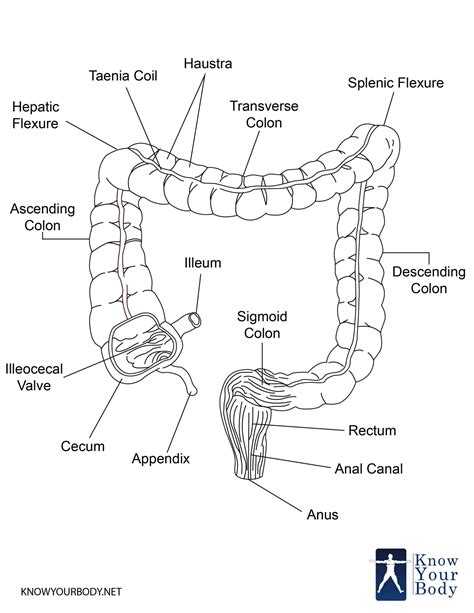 It is about 6 cm (2.4 in) long, receives the contents of the ileum, and continues the absorption of water and salts. Large Intestine - Function, Parts, Length, Anatomy and FAQs