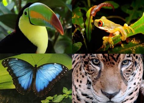 In the tropical rainforest, normally the animals tend to be medium to small. The Biggest Animals Kingdom Discovery: 10 Interesting Amazon Rainforest Facts