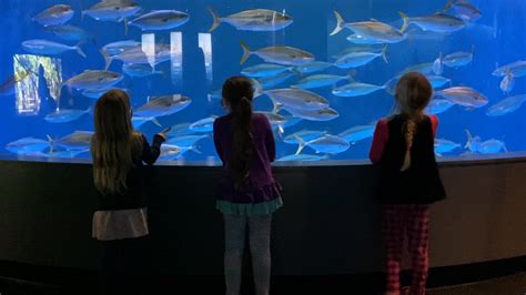 Aquarium Of The Pacific Reopens Indoor Exhibits To Visitors