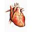 Top 10 Most Interesting Facts About Human Heart