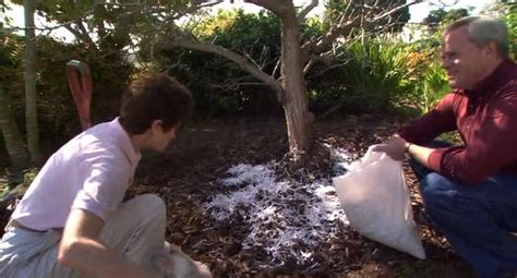 Similar to plastic mulch, keep geotextiles away from shrubs. How to Use Shredded Paper as Mulch Around Trees and Shrubs ...