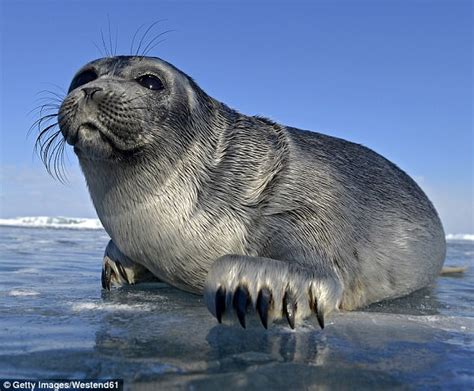 130 Dead Seals Washed Up On Shores Of Russias Lake Baikal