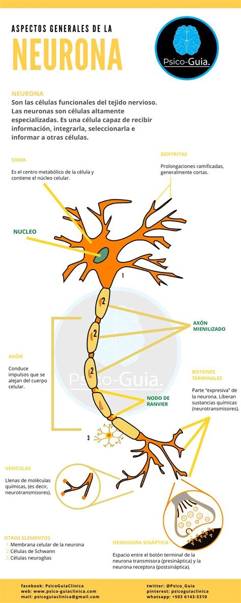 Partes De La Neurona Anatomia Y Fisiologia Humana Neuronas Anatomia Y Fisiologia