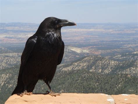 Bird Video The Caw Of A Crow And The Kraa Of A Raven