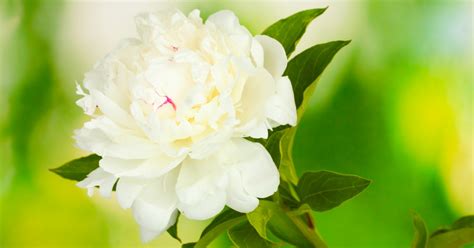They make superior cut flowers, lasting more than a week if cut in full bud. White Peony Root Modulates Immune Response - Grand Central ...