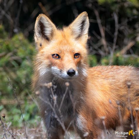 Mama Red Fox In Rural Michigan John Mccormick Flickr