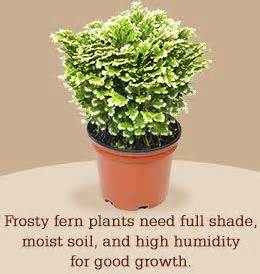 Christmas cactus is a popular houseplant because of its dazzling lilac or pink tubular flowers that bloom for a long time. Plant care, Ferns and Tips on Pinterest