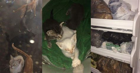 Officials Discover 60 Dead Cats In Freezer